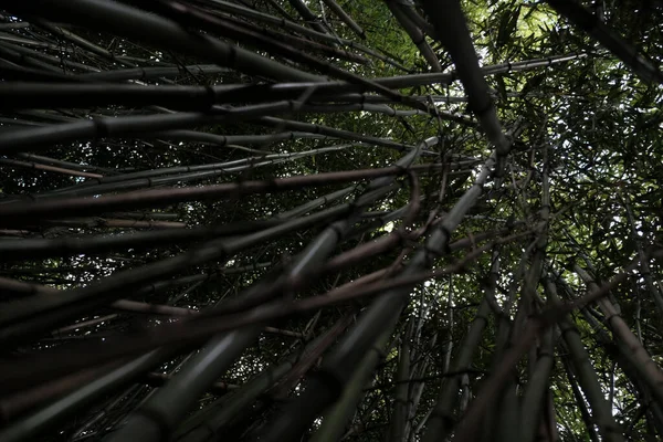 Cama Caña Bambú Exuberante Con Hojas Primavera Foto Alta Calidad —  Fotos de Stock