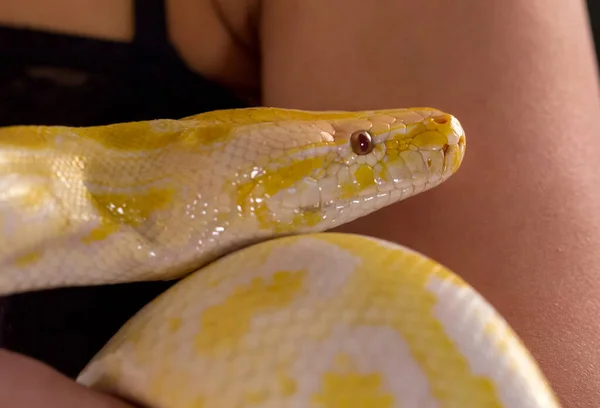 Belo Espécime Albino Moluro Python Branco Amarelo Com Couro Patente — Fotografia de Stock