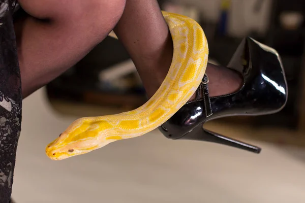 Belo Espécime Albino Moluro Python Branco Amarelo Com Couro Patente — Fotografia de Stock