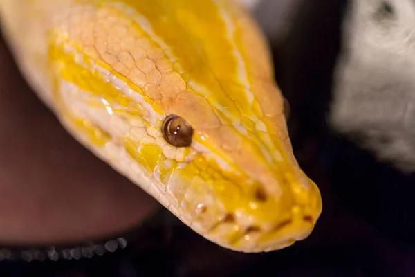 Belo Espécime Albino Moluro Python Branco Amarelo — Fotografia de Stock