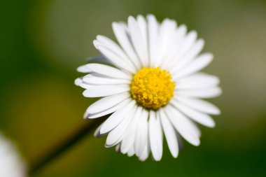 Güneşli bir günde papatyaları olan büyük yeşil çimenler. Yüksek kalite fotoğraf