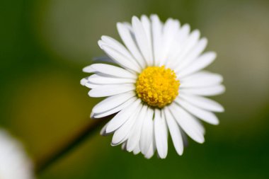 Güneşli bir günde papatyaları olan büyük yeşil çimenler. Yüksek kalite fotoğraf