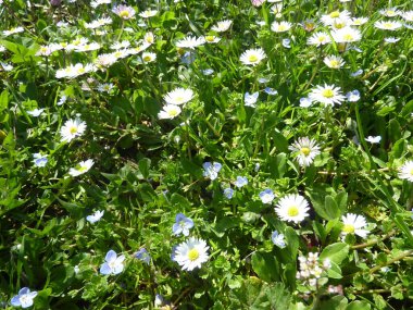 Güneşli bir günde papatyaları olan büyük yeşil çimenler. Yüksek kalite fotoğraf