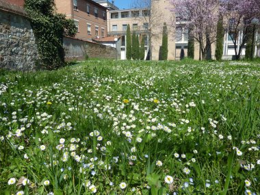 Güneşli bir günde papatyaları olan büyük yeşil çimenler. Yüksek kalite fotoğraf