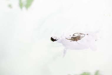 Trachemys Scrita elegans tatlı su kaplumbağası arkadaşlarıyla gölette yüzer. Yüksek kalite fotoğraf