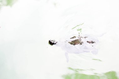 Trachemys Scrita elegans tatlı su kaplumbağası arkadaşlarıyla gölette yüzer. Yüksek kalite fotoğraf