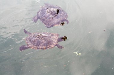 Trachemys Scrita elegans tatlı su kaplumbağası arkadaşlarıyla gölette yüzer. Yüksek kalite fotoğraf