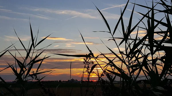 Колоски Пшеницы Поле Закате Заходящим Солнцем Заднем Плане — стоковое фото