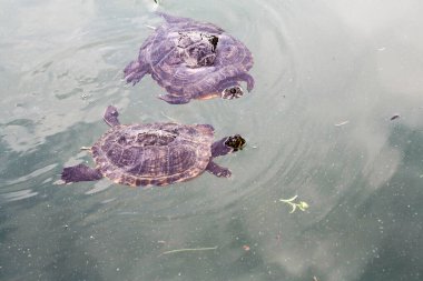 Trachemys Scrita elegans tatlı su kaplumbağası arkadaşlarıyla gölette yüzer. Yüksek kalite fotoğraf