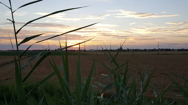 Weizenähren Auf Dem Feld Bei Sonnenuntergang Mit Der Untergehenden Sonne — Stockfoto