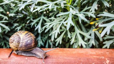Güzel salyangoz ahşap bankta salya akıtıyor ağaç çiçekleri