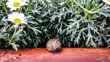 Güzel salyangoz ahşap bankta salya akıtıyor ağaç çiçekleri