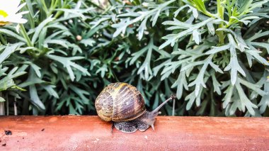 Güzel salyangoz ahşap bankta salya akıtıyor ağaç çiçekleri