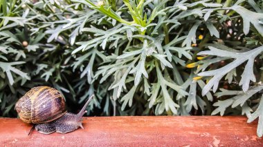 Güzel salyangoz ahşap bankta salya akıtıyor ağaç çiçekleri