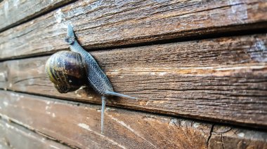 Güzel salyangoz ahşap bankta salya akıtıyor ağaç çiçekleri