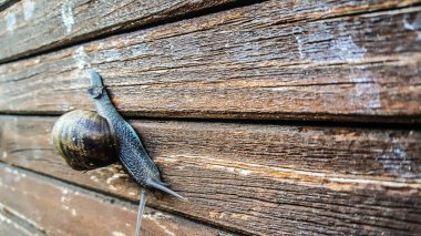 Güzel salyangoz ahşap bankta salya akıtıyor ağaç çiçekleri