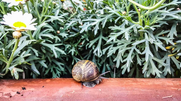 Schöne Schnecke Auf Holzbank Hinterlässt Sabbernde Waldblumen — Stockfoto