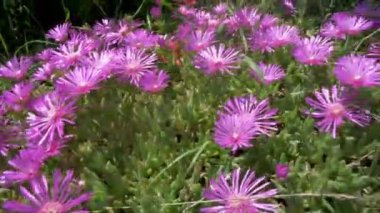 Delosperma Cooperi pembe çiçeğinin manzarası