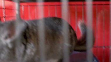 Kafesteki küçük gri çinçilyalar yer ve oynarlar.