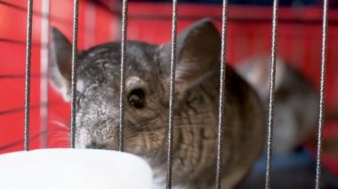 Kafesteki küçük gri çinçilyalar yer ve oynarlar.