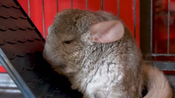 Pequeña chinchilla gris en la jaula para dormir — Vídeos de Stock