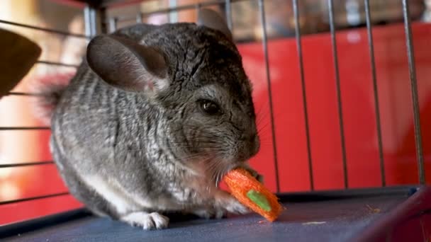 Pequeñas chinchillas grises en jaulas comen y juegan — Vídeos de Stock