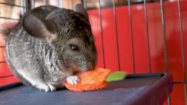 Small gray chinchillas in cages eat and play — Stock Video
