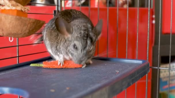 Pequeñas chinchillas grises en jaulas comen y juegan — Vídeos de Stock