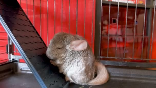 Small gray chinchilla in sleeping cage — Stock Video