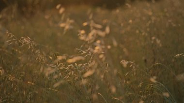 Uzun otlar ve batan güneşli buğday tarlaları arasında güzel bir gün batımı. Yüksek kalite fotoğraf