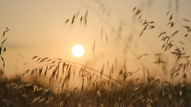Uzun otlar ve batan güneşli buğday tarlaları arasında güzel bir gün batımı. Yüksek kalite fotoğraf