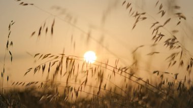 Uzun otlar ve batan güneşli buğday tarlaları arasında güzel bir gün batımı. Yüksek kalite fotoğraf