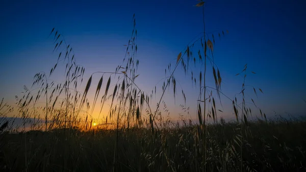Красивый Закат Между Высокой Травой Пшеничными Полями Заходящим Солнцем Высокое — стоковое фото