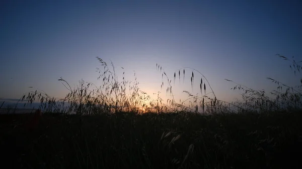 Wunderschöner Sonnenuntergang Zwischen Hohem Gras Und Weizenfeldern Mit Untergehender Sonne — Stockfoto