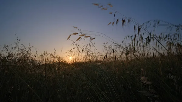 Wunderschöner Sonnenuntergang Zwischen Hohem Gras Und Weizenfeldern Mit Untergehender Sonne — Stockfoto