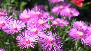 Dayanıklı buz fabrikası Delosperma Cooci Gardel 'da güneş altında