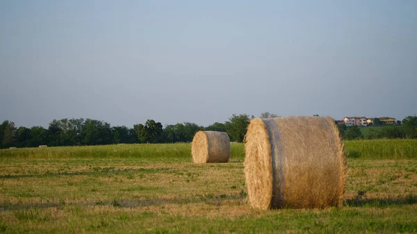 Fardos Feno Campo Acabou Colher Sol Verão Foto Alta Qualidade — Fotografia de Stock