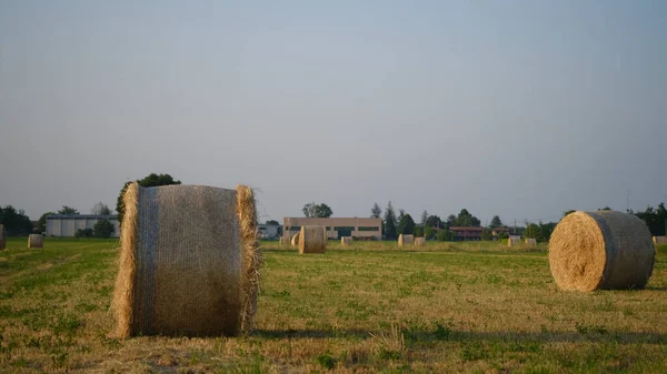 Bales Hay Field Just Reaped Summer Sun High Quality Photo — Stock Photo, Image