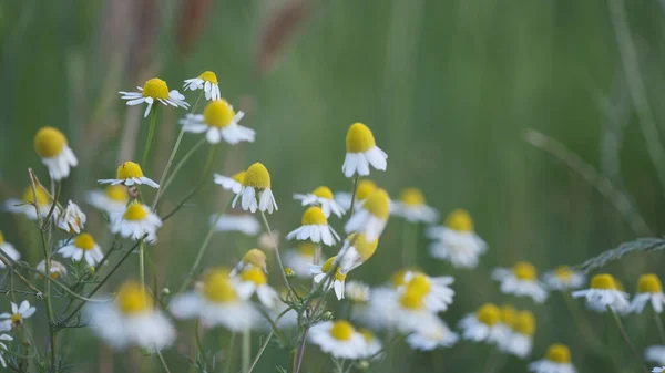 Green Field Blooming Chamomile Flowers High Quality Photo — Stock Photo, Image