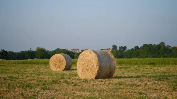 Bales Hay Field Just Reaped Summer Sun High Quality Photo — Stock Photo, Image