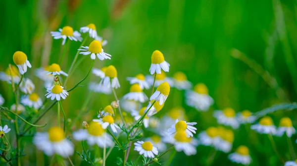 Groen Veld Met Bloeiende Kamille Bloemen Hoge Kwaliteit Foto — Stockfoto