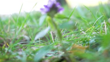 Büyük yeşil güve tırtılı, gölgedeki tarlada pembe çiçeğin üzerinde kelebek. Yüksek kaliteli FullHD görüntüler