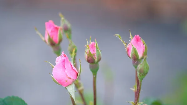 Čerstvě Rozkvetlá Růžová Poupata Růžové Barvy Kvalitní Fotografie — Stock fotografie