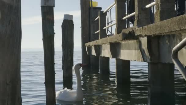 Cisne lago garda sirmione panorama de pilões para barcos em dia ensolarado — Vídeo de Stock