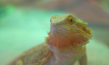 Teraryum portrede sarı sakallı ejderha kertenkelesi