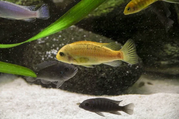 Рыбы-циклиды в домашнем аквариуме — стоковое фото