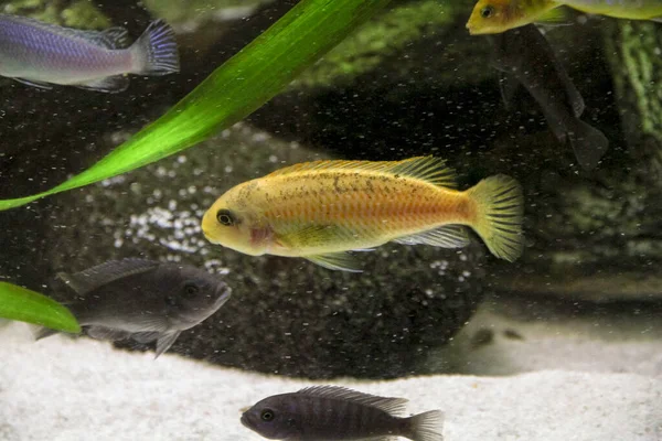 Рыбы-циклиды в домашнем аквариуме — стоковое фото