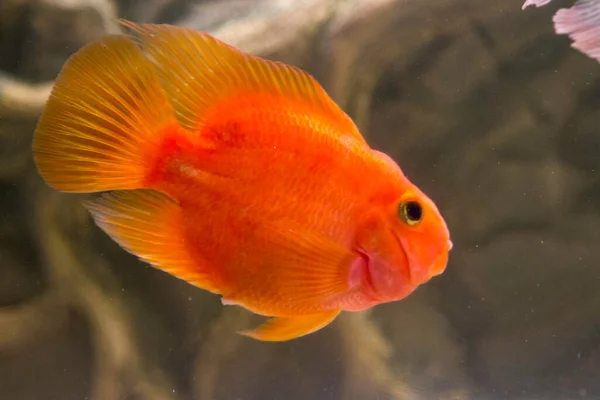 Papagaio vermelho peixe papagaio de água doce no aquário — Fotografia de Stock