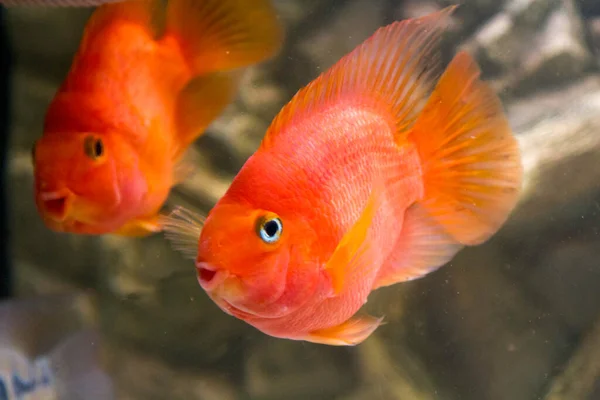 red parrot fish freshwater parrot in aquarium