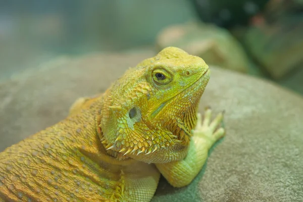 Lézard dragon barbu jaune en portrait de terrarium — Photo